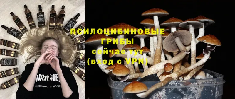 Псилоцибиновые грибы Psilocybe  Горняк 